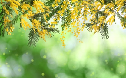 Beautiful yellow mimosa flowers outdoors on sunny day. Bokeh effect