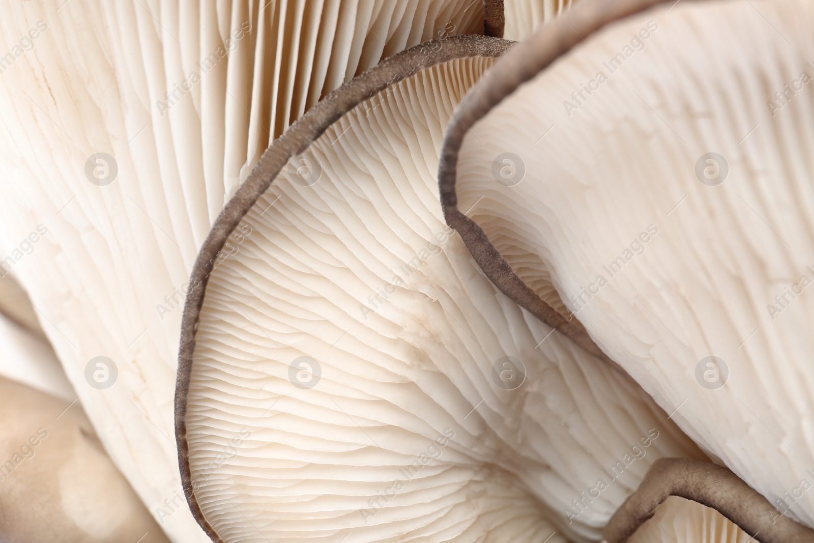 Photo of Delicious organic oyster mushrooms as background, closeup