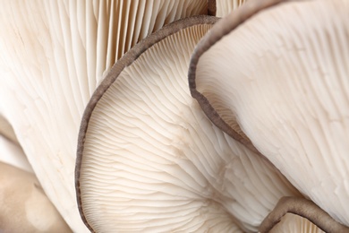 Delicious organic oyster mushrooms as background, closeup