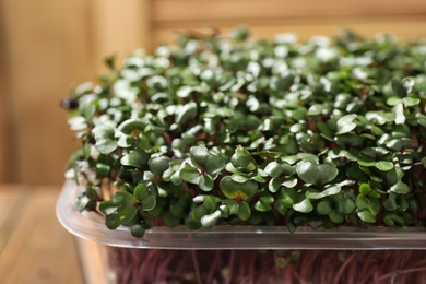 Photo of Fresh organic microgreen in plastic container, closeup