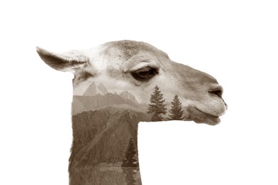 Image of Double exposure of cute guanaco and mountains
