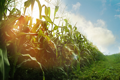 Image of Sunlit corn field under blue sky with clouds