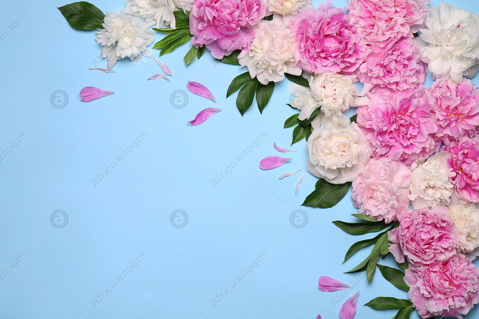 Photo of Beautiful peony flowers and green leaves on light blue background, flat lay. Space for text