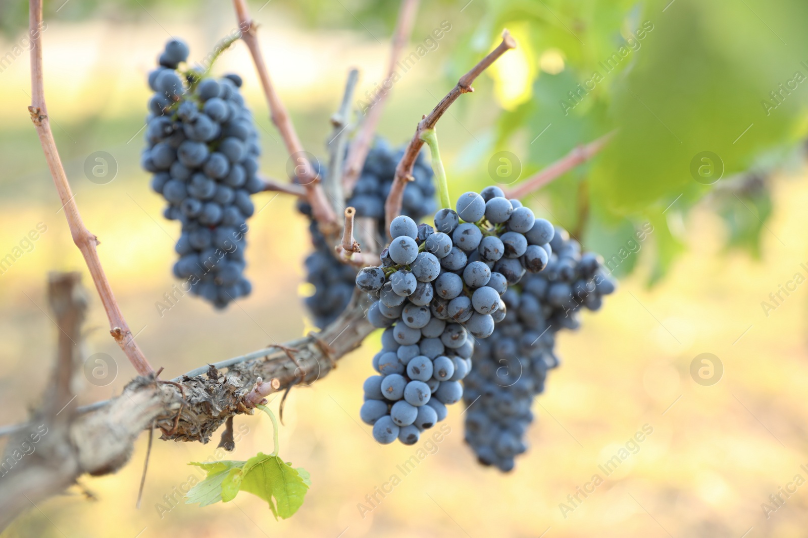 Photo of Delicious ripe grapes in vineyard. Harvest season