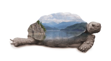 Double exposure of tortoise and lake between hills