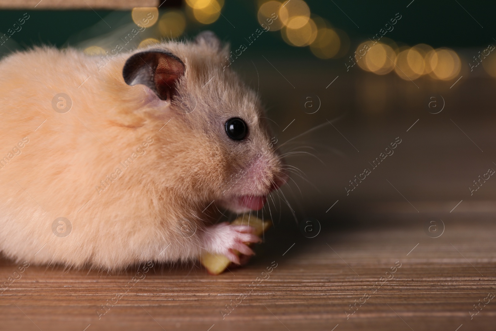 Photo of Cute little hamster eating piece of apple on wooden table, closeup. Space for text