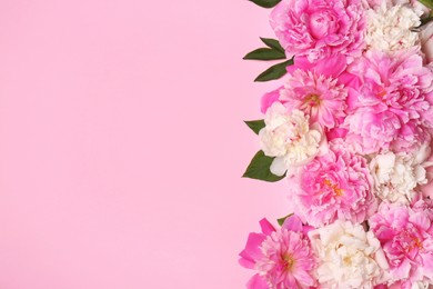 Beautiful peony flowers and green leaves on pink background, flat lay. Space for text