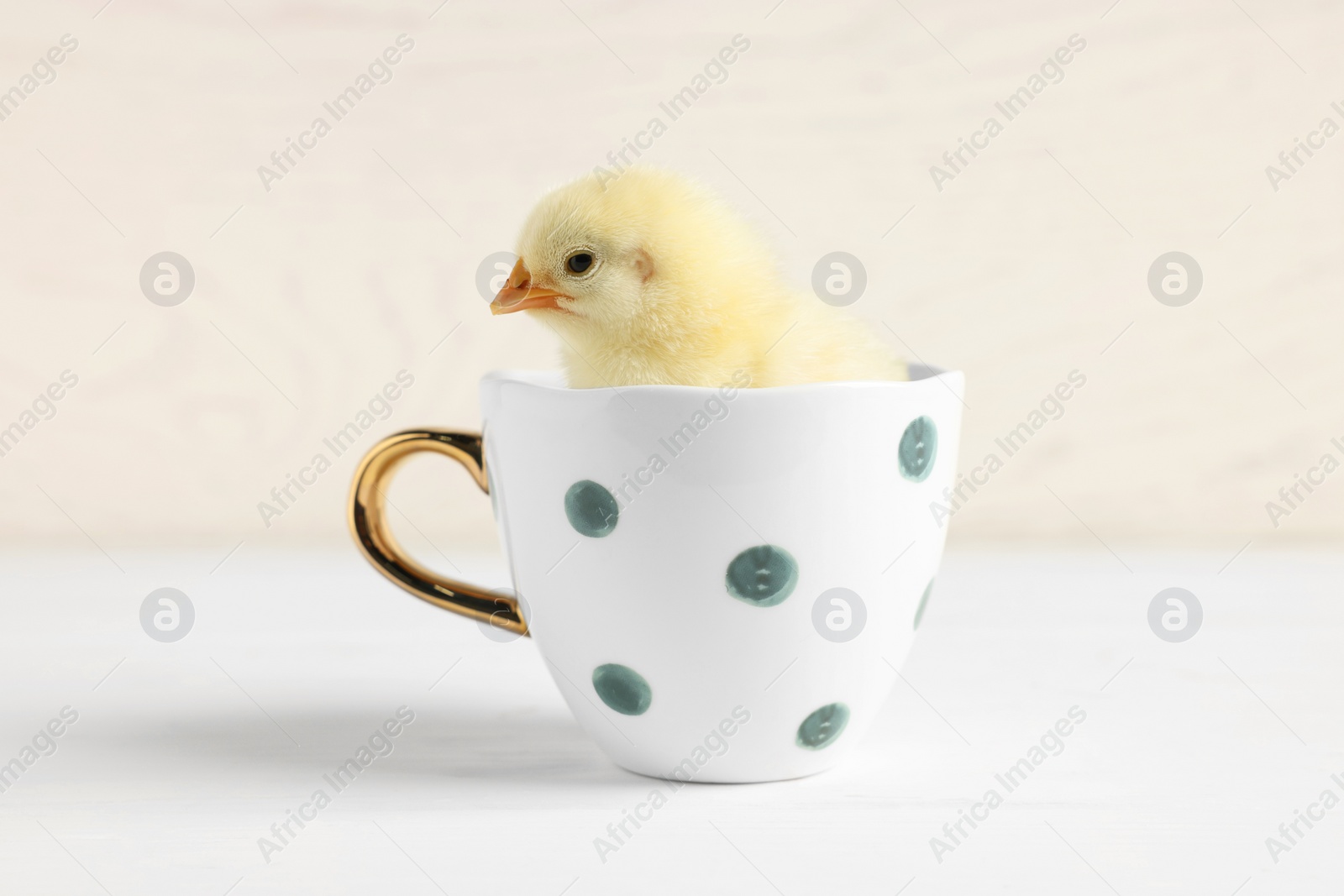 Photo of Cute chick in cup on white wooden table, closeup. Baby animal