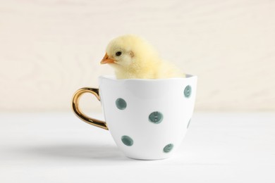 Cute chick in cup on white wooden table, closeup. Baby animal