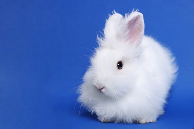 Photo of Fluffy white rabbit on blue background, space for text. Cute pet
