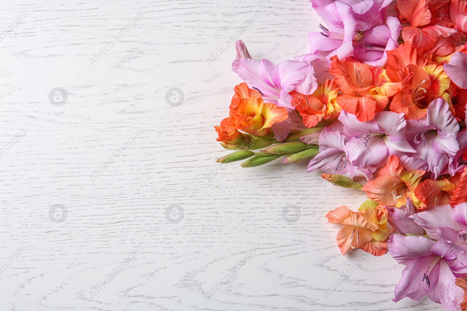 Photo of Beautiful gladiolus flowers on light wooden background