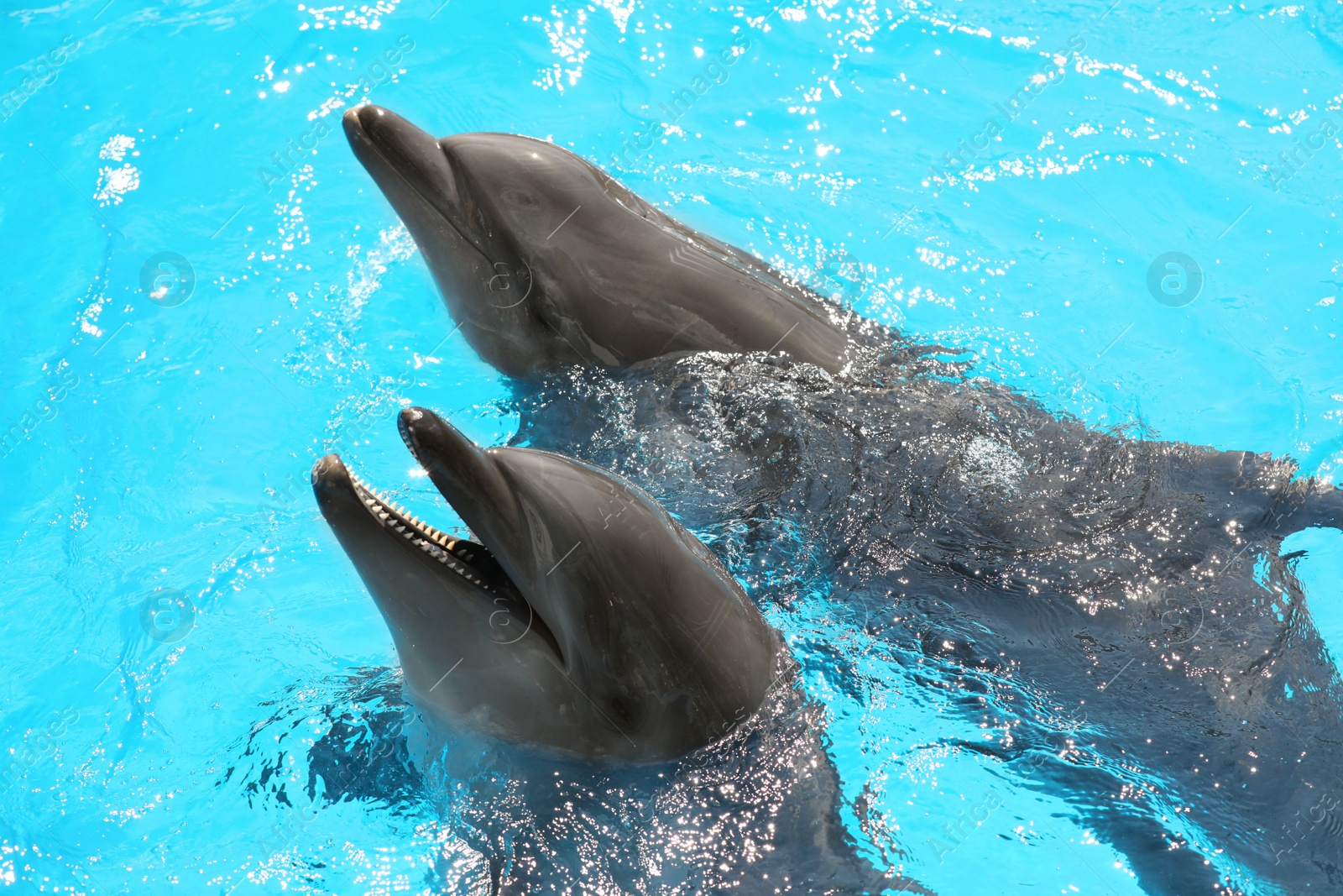 Photo of Dolphins swimming in pool at marine mammal park