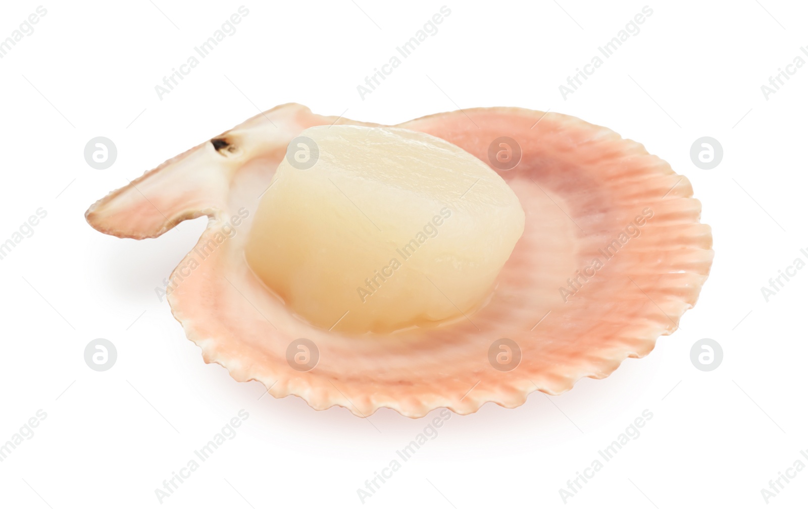 Photo of Fresh raw scallop in shell isolated on white