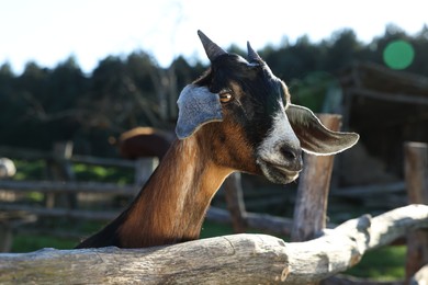 Cute goat inside of paddock at farm