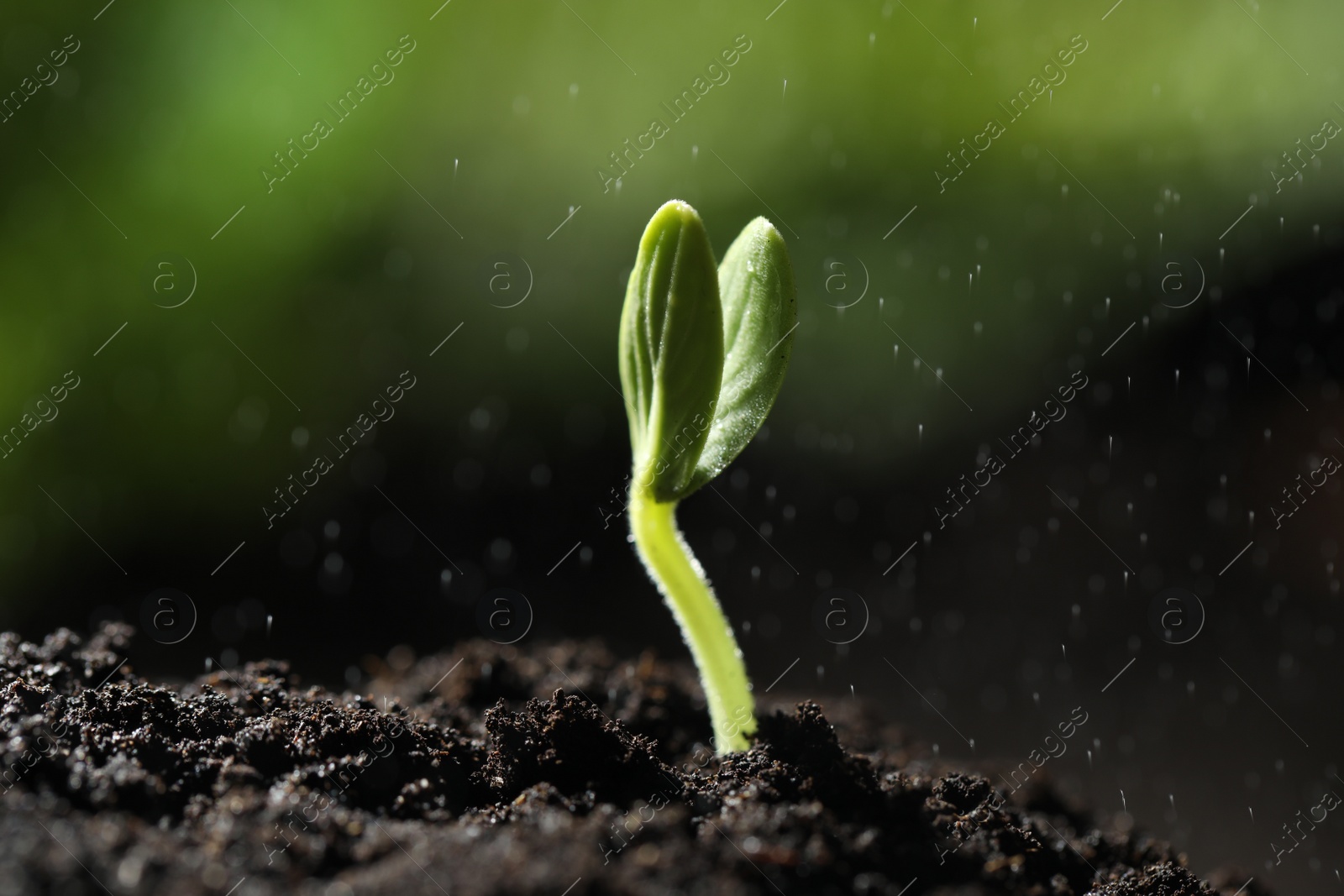 Photo of Sprinkling water on little green seedling growing in soil, closeup