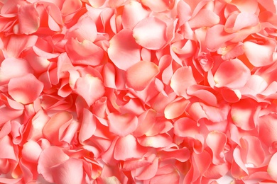 Photo of Beautiful rose petals as background