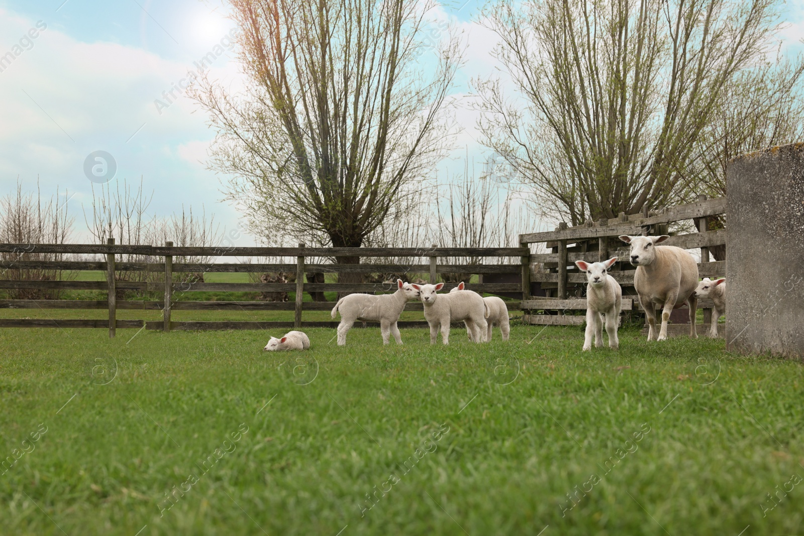 Photo of Cute funny sheep near wooden fence on green field