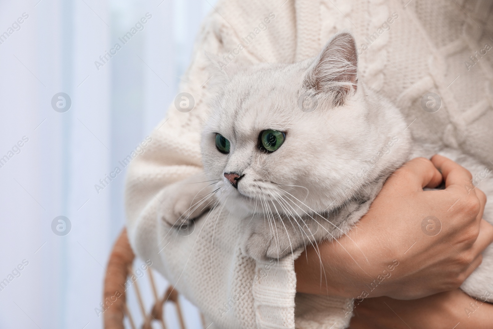 Photo of Adorable white British Shorthair cat with his owner indoors, closeup. Cute pet