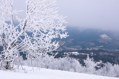 Photo of Picturesque view of trees covered with snow in mountains on winter day