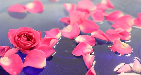 Photo of Pink rose and petals in water, closeup