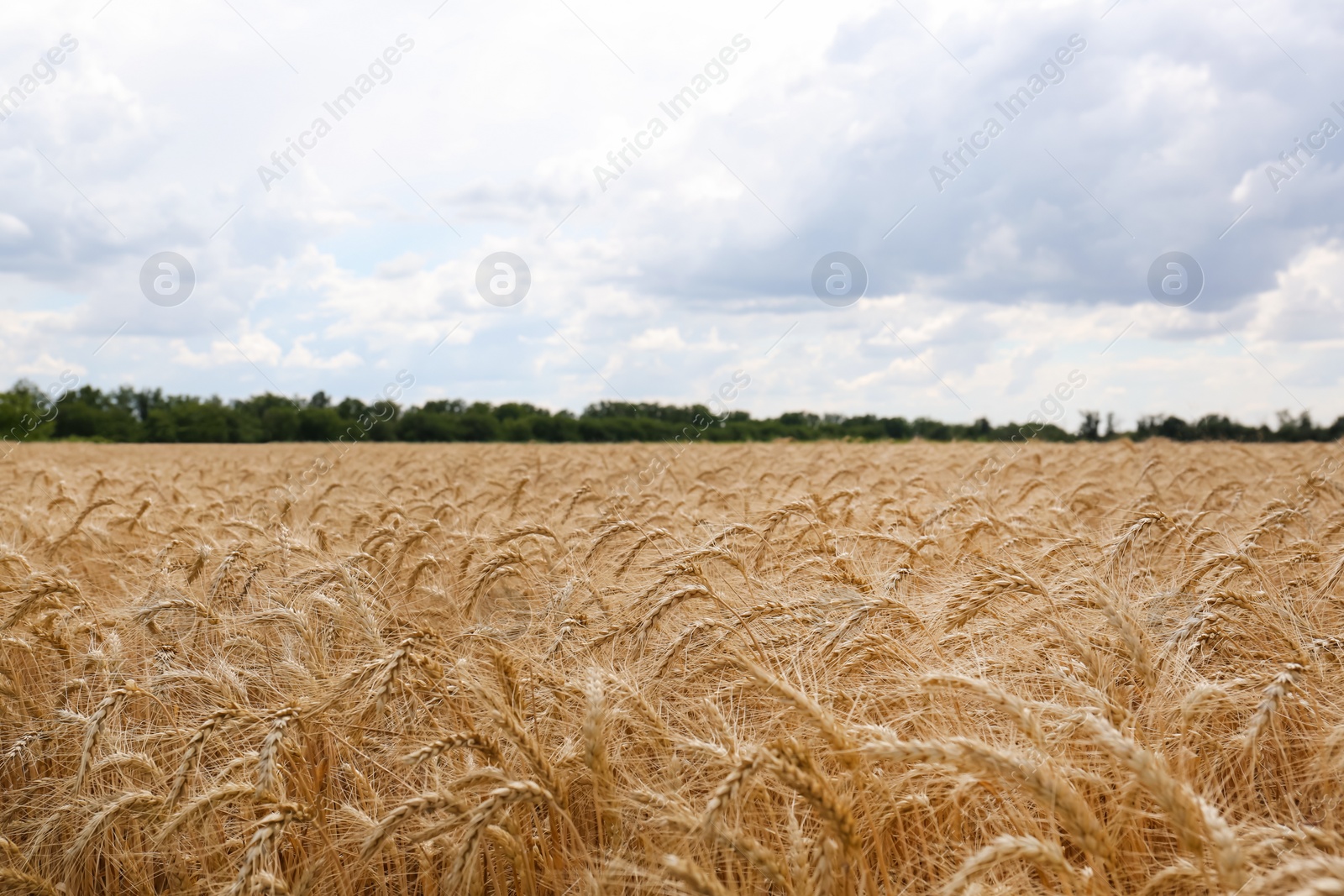 Photo of Beautiful view of agricultural field with ripe wheat spikes on cloudy day