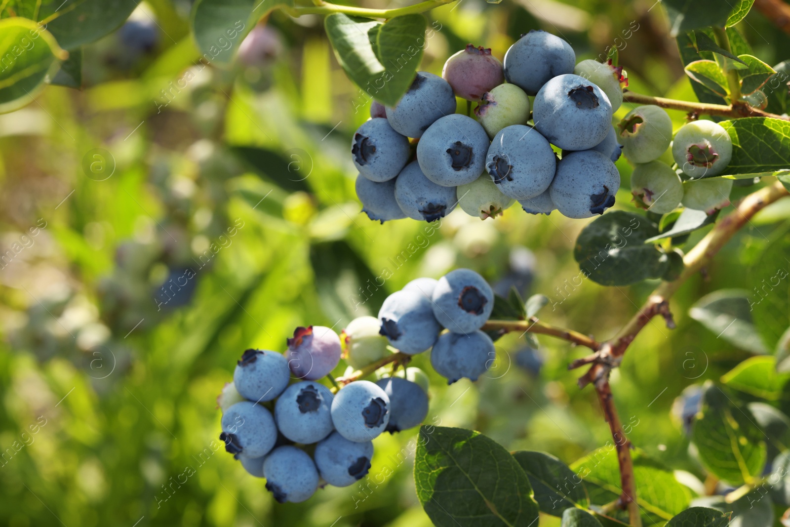 Photo of Wild blueberries growing outdoors, closeup. Seasonal berries