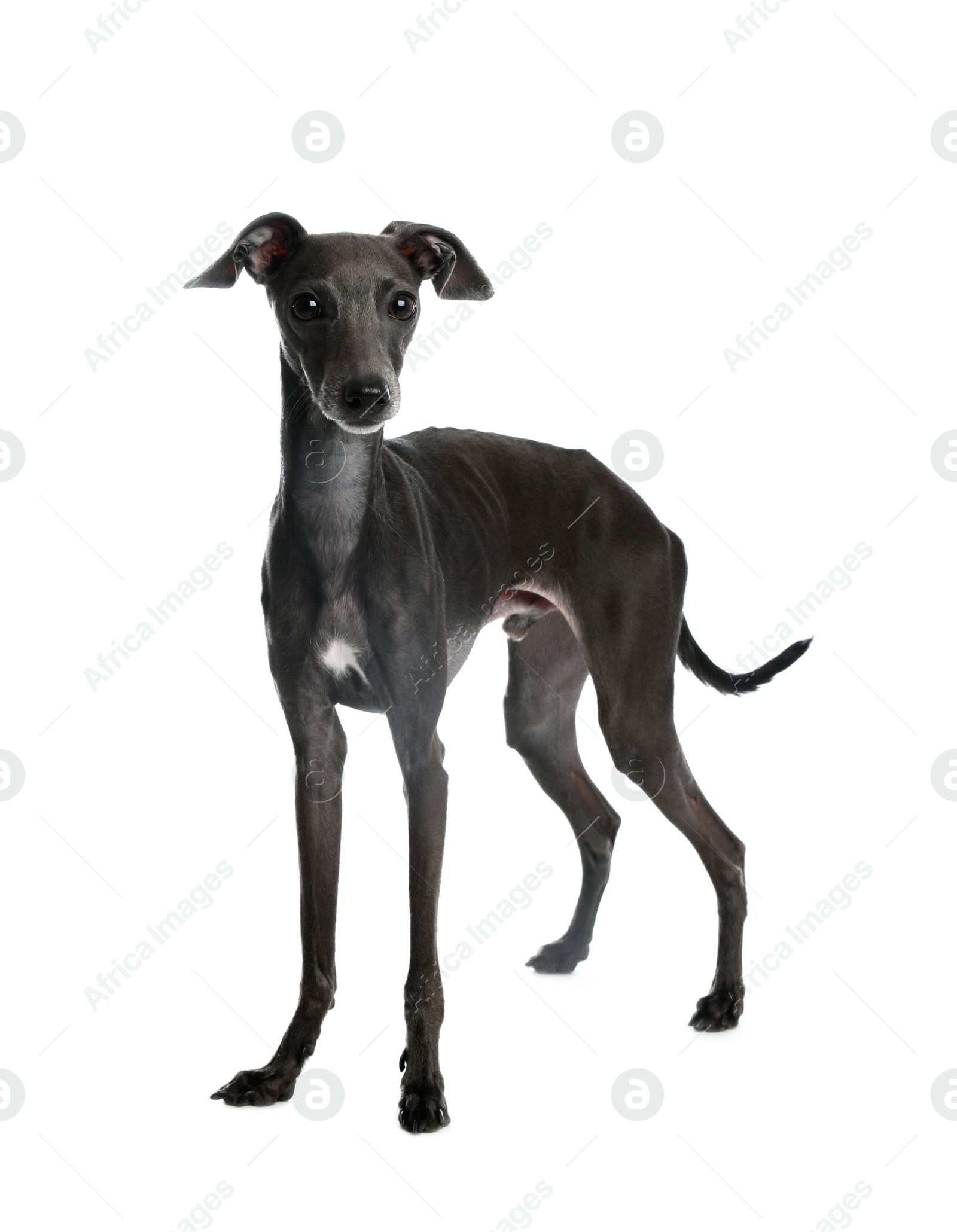 Photo of Cute Italian Greyhound dog on white background