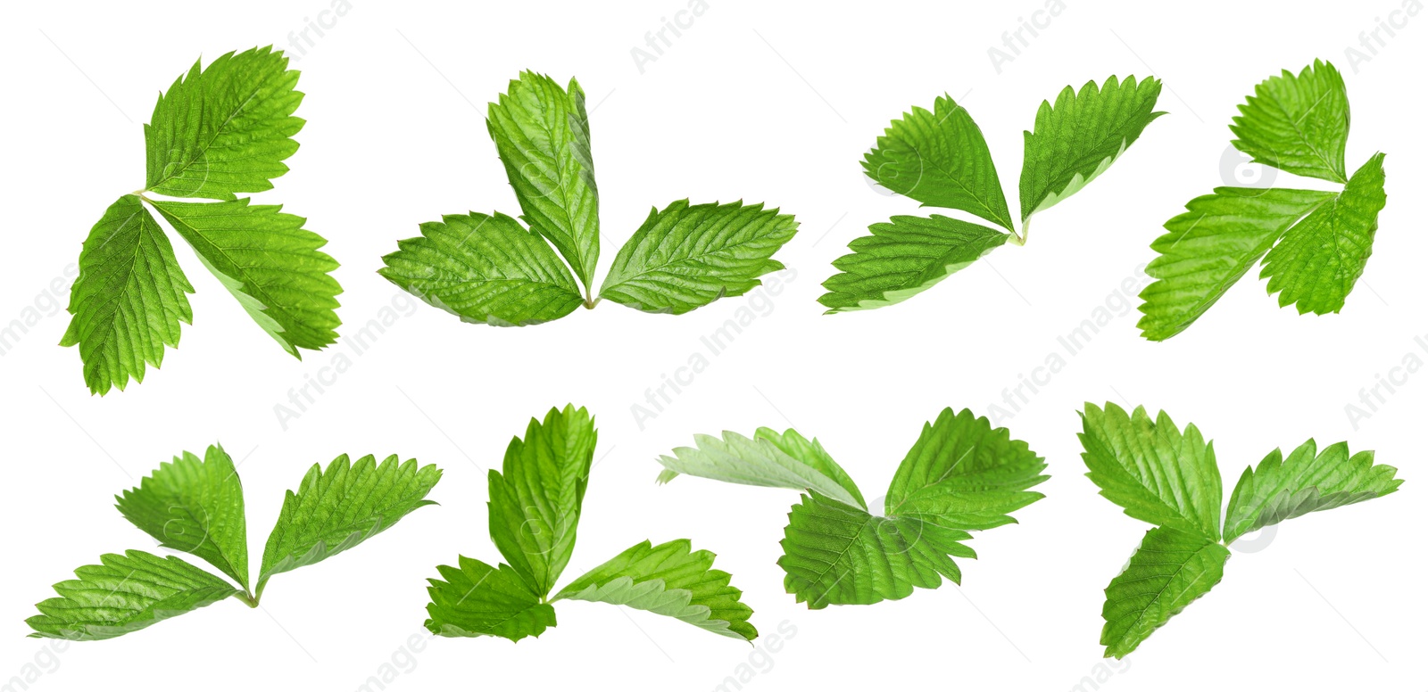 Image of Set with bright green wild strawberry leaves isolated on white