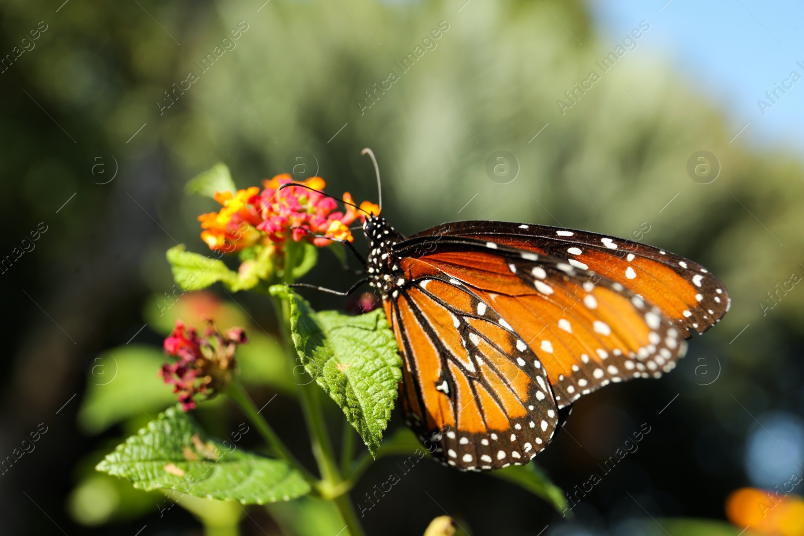 Photo of Beautiful orange Monarch butterfly on plant outdoors