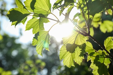 Photo of Tree branch with green leaves on sunny day