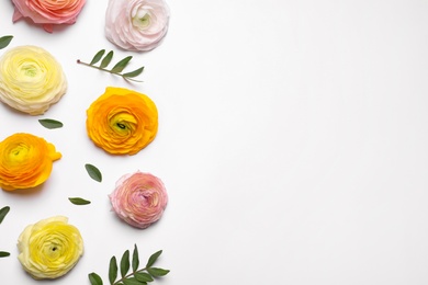 Photo of Beautiful ranunculus flowers on white background, top view