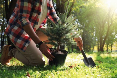 Photo of Man planting conifer tree in park on sunny day, closeup