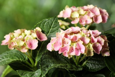 Hortensia plant with beautiful flowers outdoors, closeup