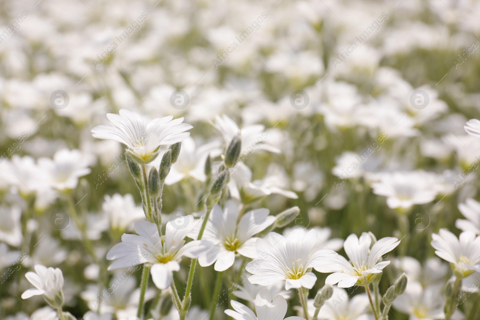 Photo of Closeup view of beautiful white meadowfoam field