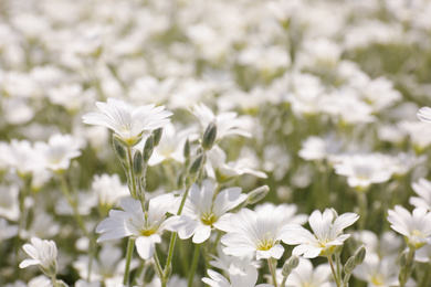 Closeup view of beautiful white meadowfoam field