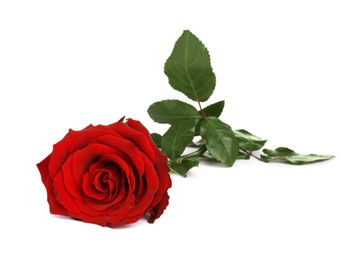 Photo of Beautiful fresh red rose isolated on white