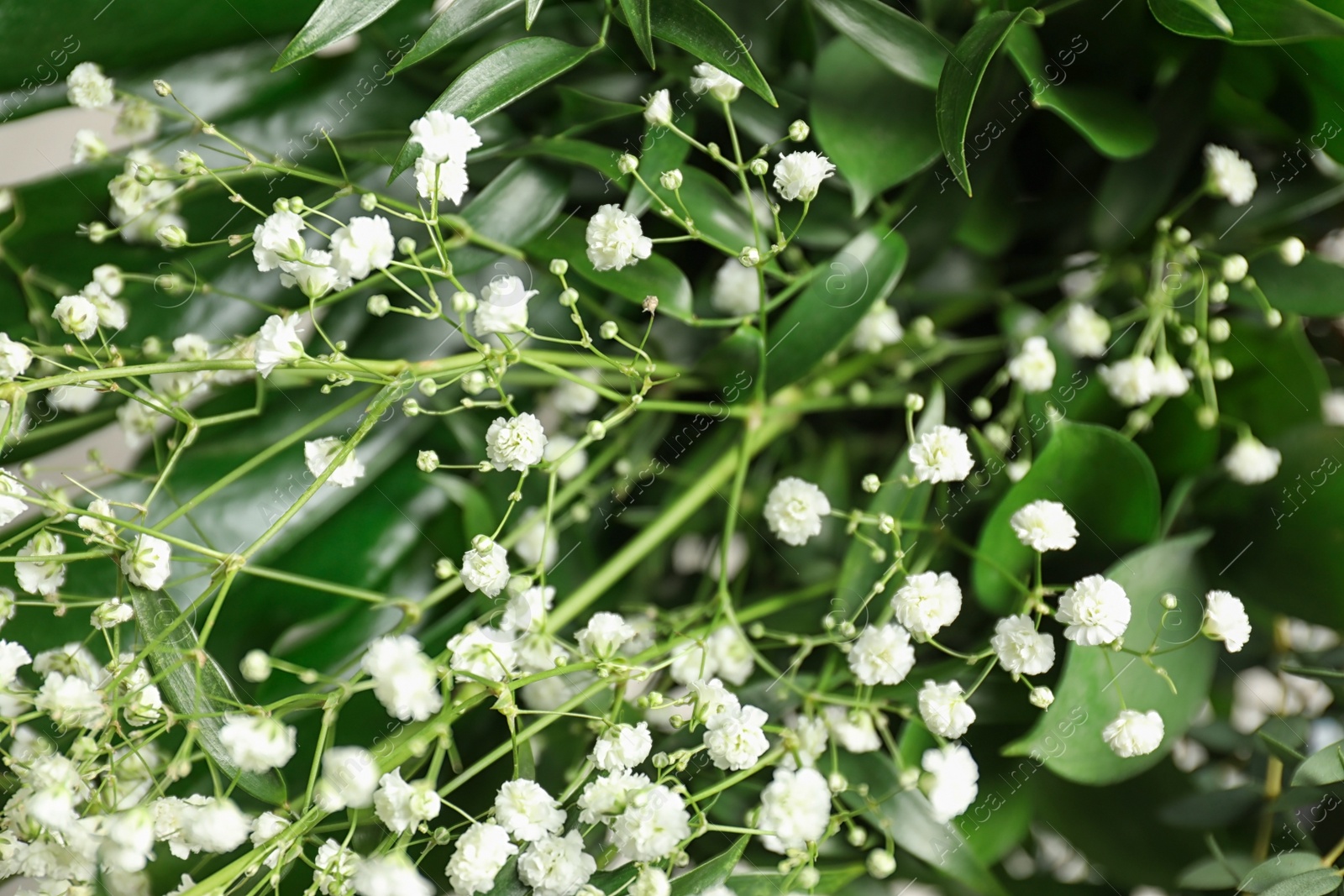 Photo of Beautiful bouquet with white flowers and green leaves, closeup. Floral background