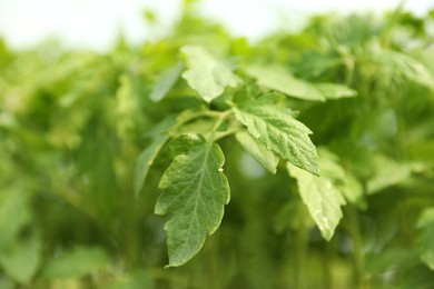 Photo of Green tomato seedling on blurred background, closeup