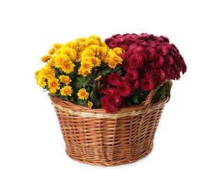 Photo of Beautiful chrysanthemum flowers in wicker pot on white background