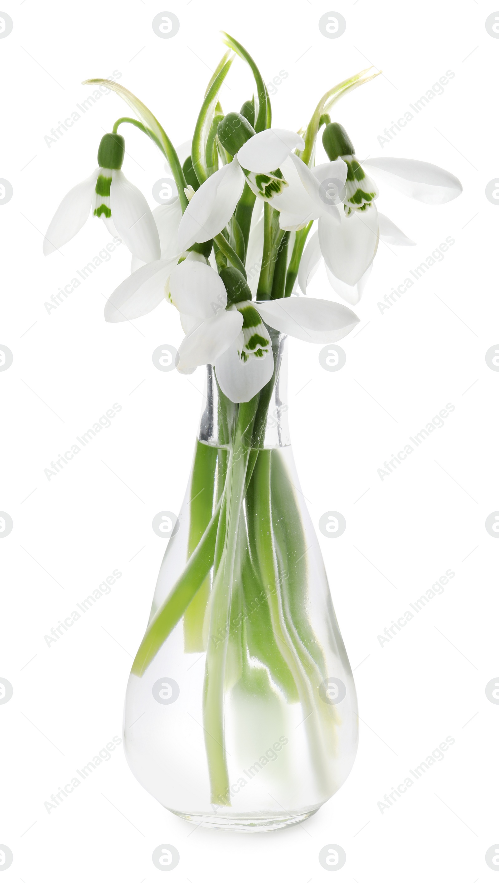 Photo of Beautiful snowdrops in vase isolated on white. Spring flowers