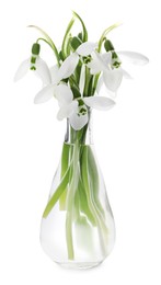 Beautiful snowdrops in vase isolated on white. Spring flowers