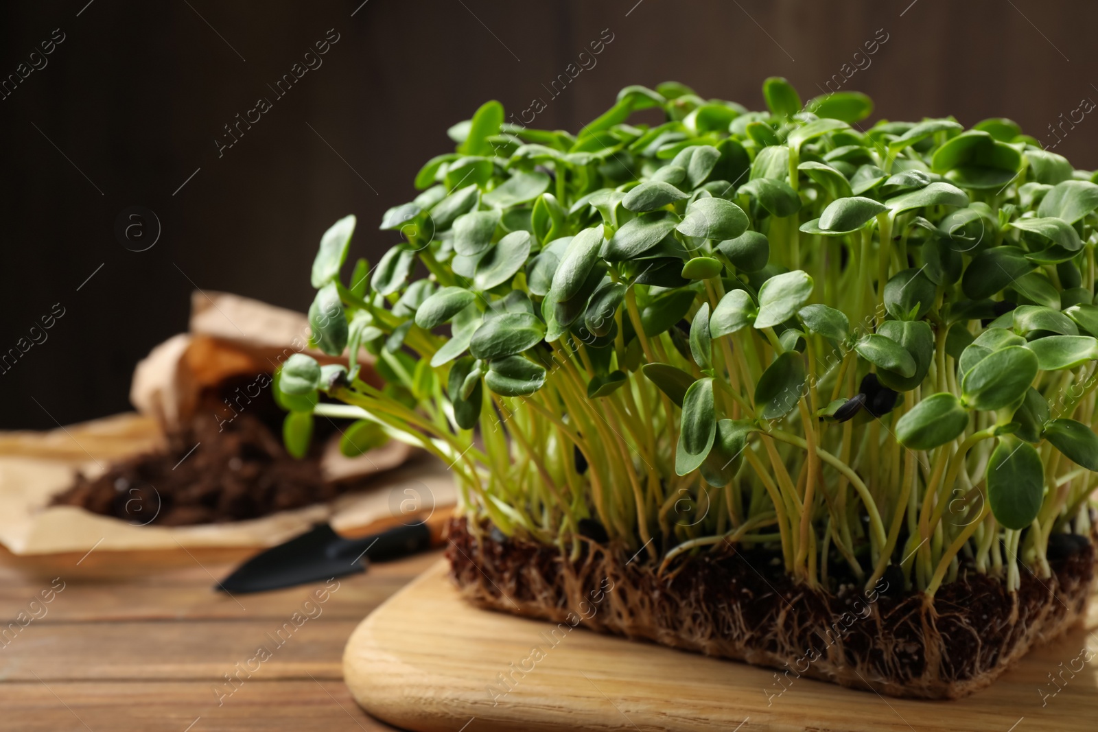 Photo of Fresh organic microgreen on wooden table, closeup view