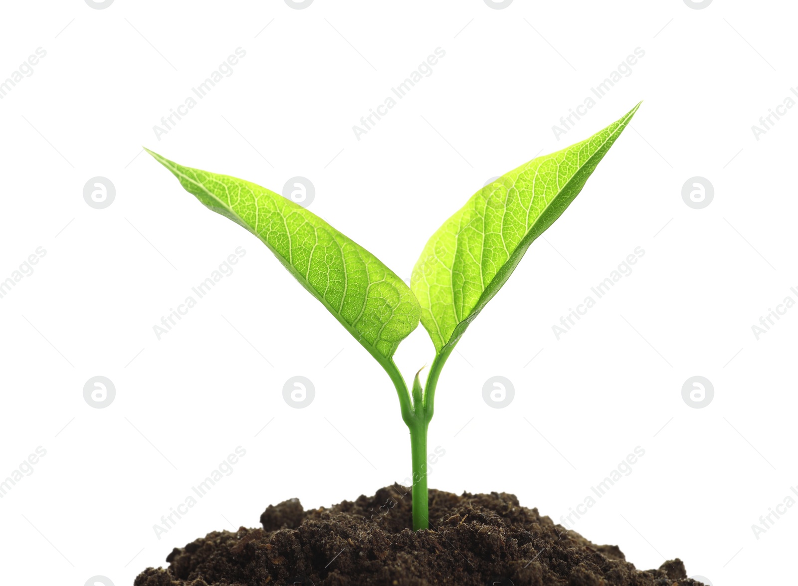 Photo of Young plant and pile of fertile soil on white background. Gardening time