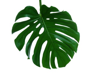 Beautiful monstera leaf isolated on white. Tropical plant