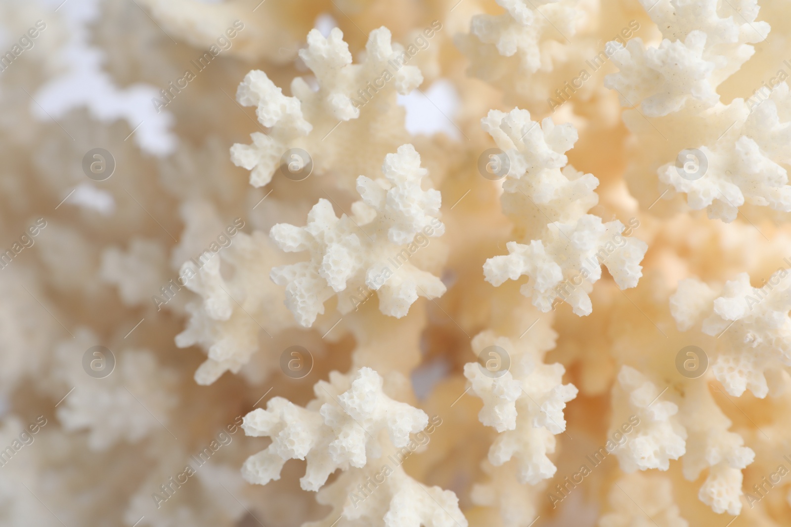 Photo of Beautiful exotic sea coral as background, closeup