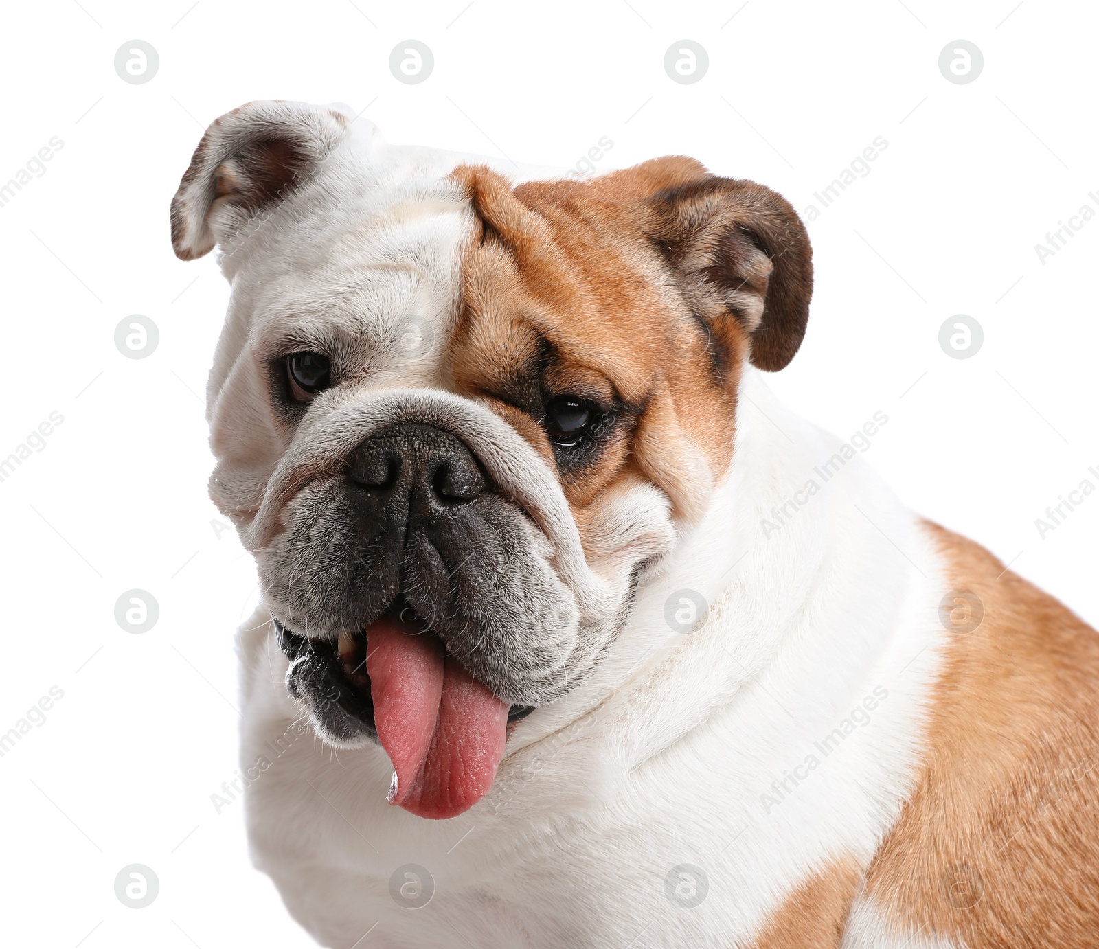 Photo of Adorable funny English bulldog on white background