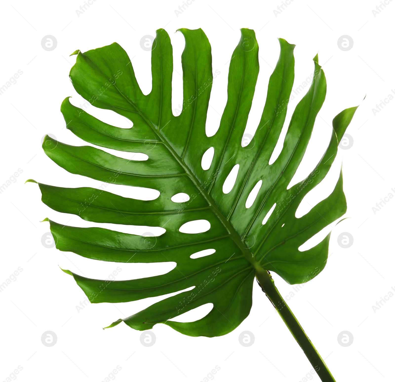 Photo of Fresh tropical monstera leaf on white background