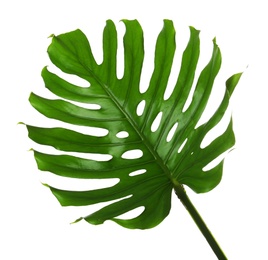 Photo of Fresh tropical monstera leaf on white background