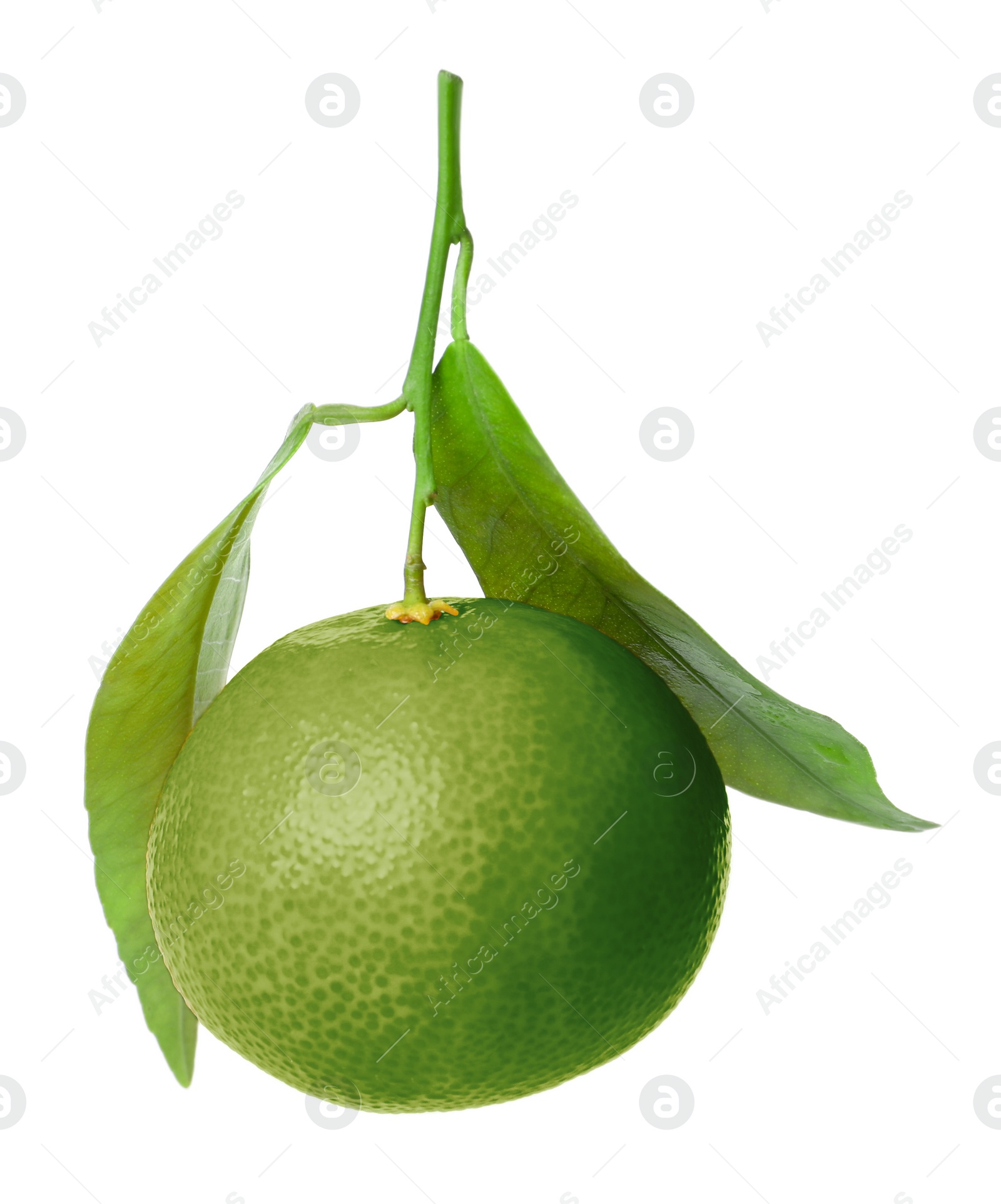 Image of Green tangerine isolated on white. Citrus fruit