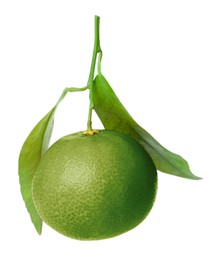 Image of Green tangerine isolated on white. Citrus fruit